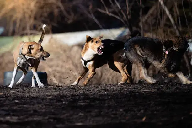 Do Coyotes Play With Dogs