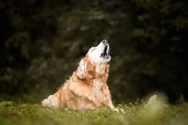 What Does It Mean When A Dog Howls At Coyotes