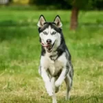 <strong>What Dog Breed Is Closest To A Coyote?</strong>