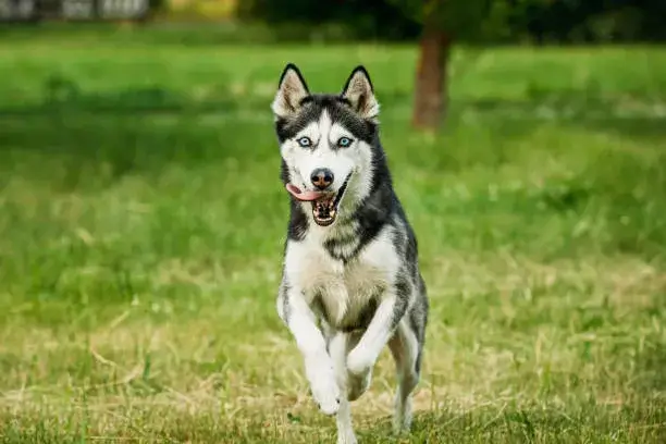 What Dog Breed Is Closest To A Coyote