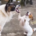 <strong>Why Would A Coyote Attack A Large Dog?</strong>