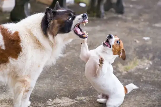 Why Would A Coyote Attack A Large Dog