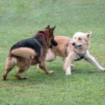 Will A Coyote Attack A Golden Retriever?