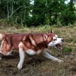 Will Coyotes Attack My Husky?