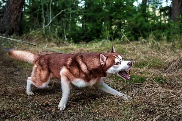 Will Coyotes Attack My Husky