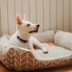 Can I Use Normal Detergent To Wash Dog Bed?