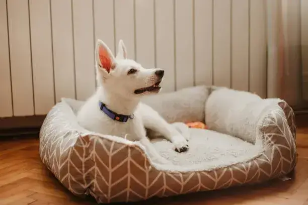 can i use normal detergent to wash dog bed