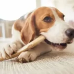 Can You Refill A Dog Bone?