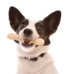 Does Chewing On Bones Sharpen Dog's Teeth?