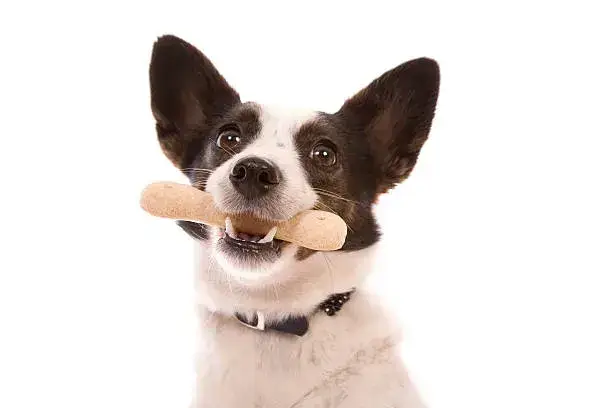 does chewing on bones sharpen dog's teeth
