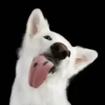 What Happens If My Dog Licks A Lysol Wipe?