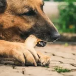 Why Do Dogs Act Weird When You Give Them A Bone?