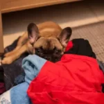 why do dogs like to lay on clean laundry