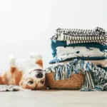 Why Do Dogs Like Warm Laundry?