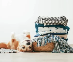 why do dogs like warm laundry