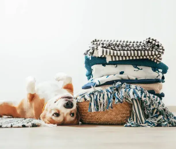 why do dogs like warm laundry