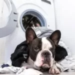 Why Does My Dog Rub His Face On My Laundry?