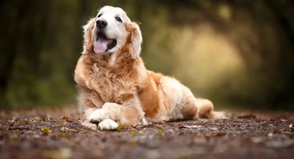 Why do Golden Retrievers not live as long as they used to?