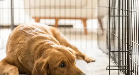 Why does my Golden Retriever hate the crate? Explained