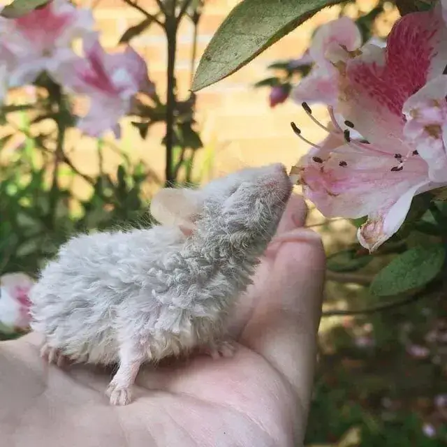 Curly Hair Rat