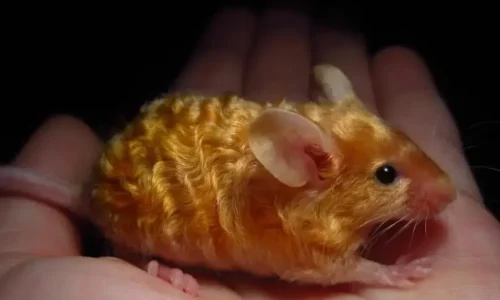 Curly Hair Rat: A Unique and Adorable Pet