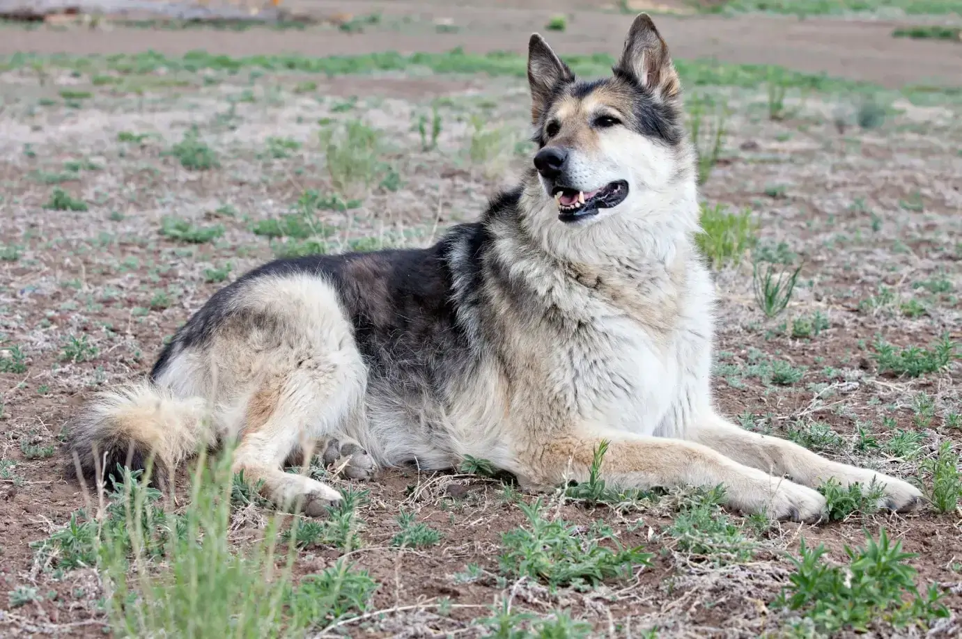 Alaskan malamute mix German shepherd