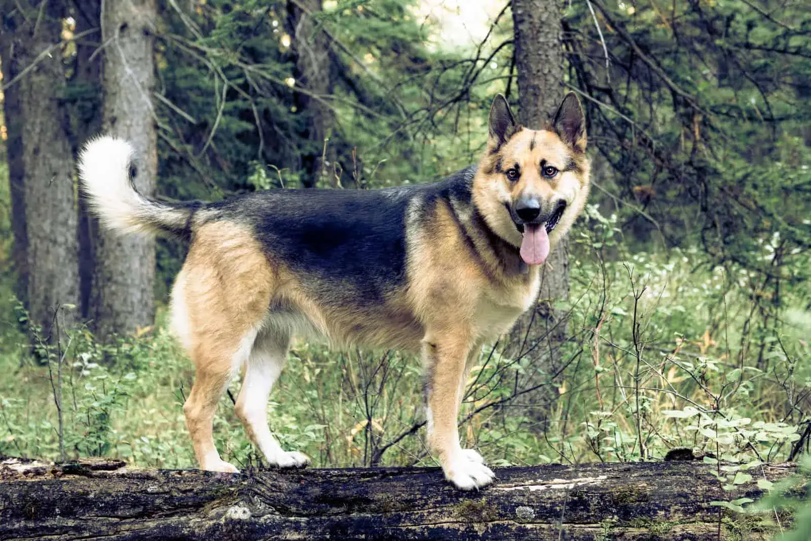 Alaskan malamute mix German shepherd