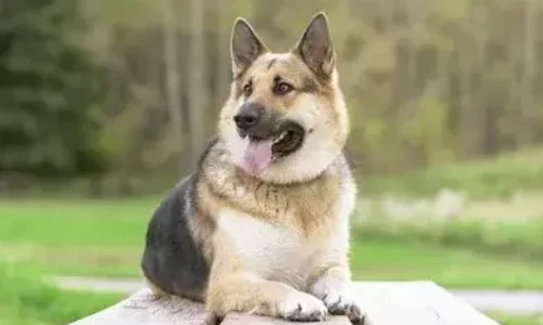 Alaskan malamute mix German shepherd: A captivating crossbreed