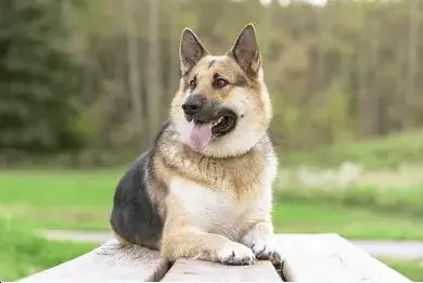 Alaskan malamute mix German shepherd