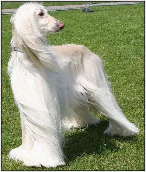 Afghan Hound