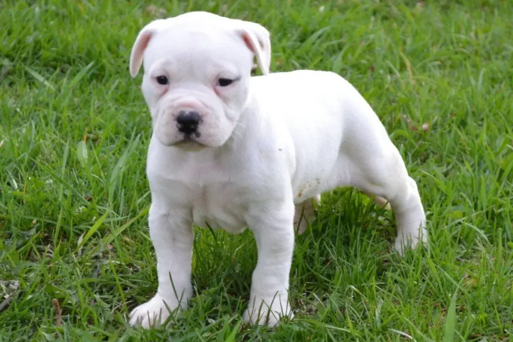 American Bulldog