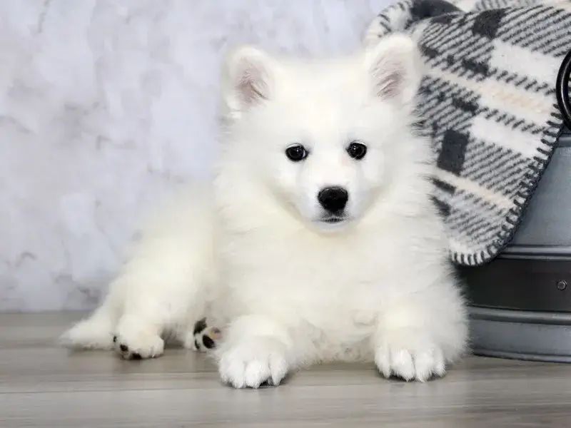 American Eskimo Dog