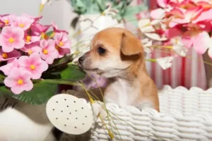 Are-Begonias-Toxic-to-Dogs-Crucial-Guide-for-Owners