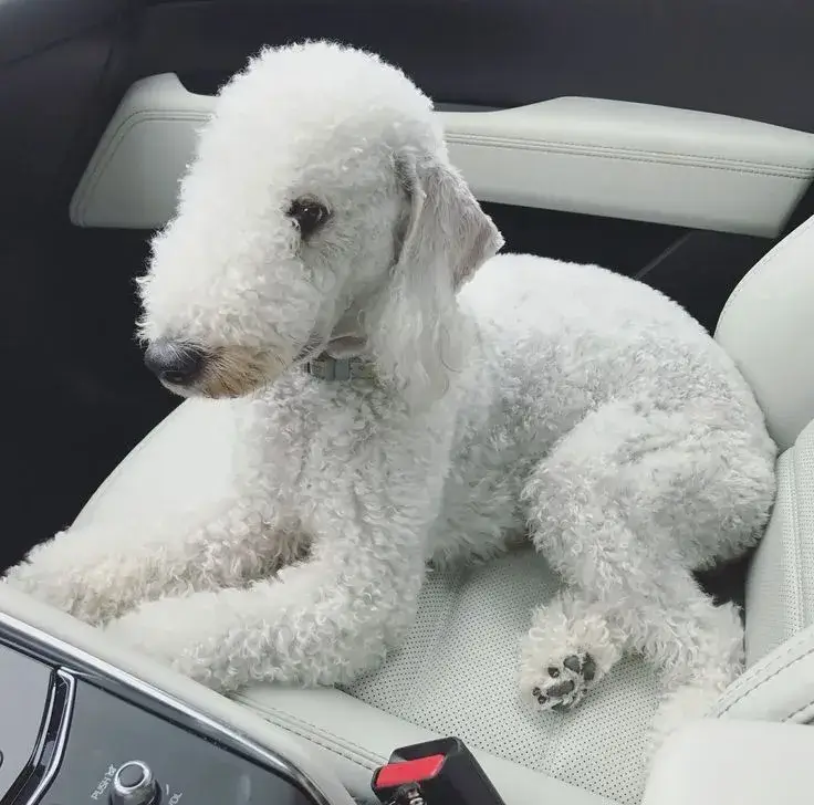 Bedlington Terrier