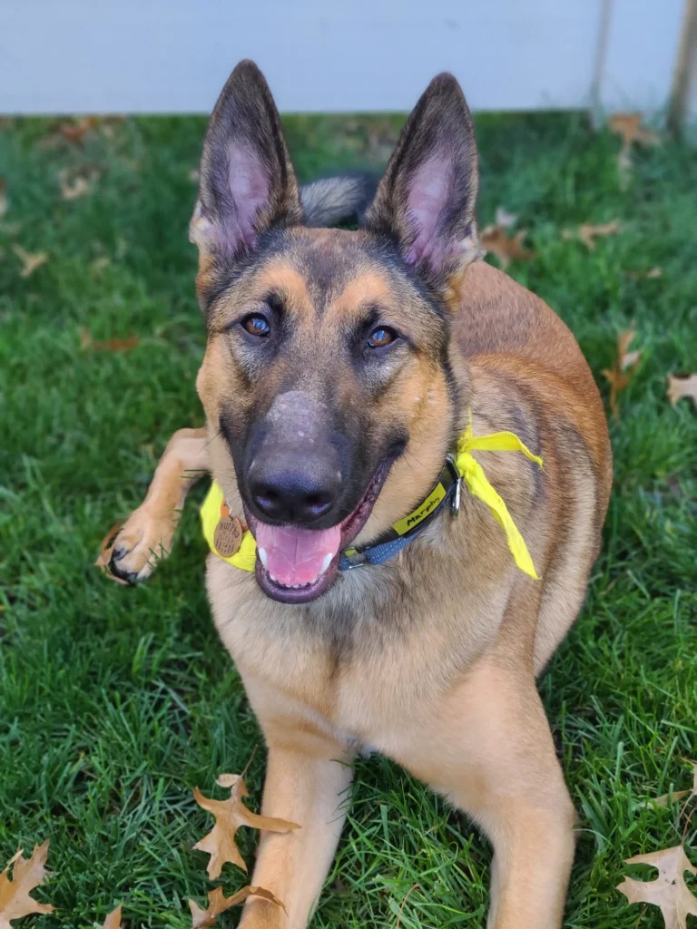 Belgian Malinois and German Shepherd Mix