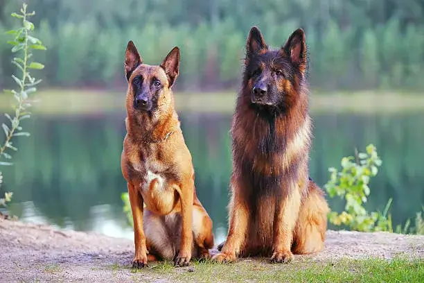 Belgian-Malinois-vs-German-Shepherd-Everything-you-Should-know