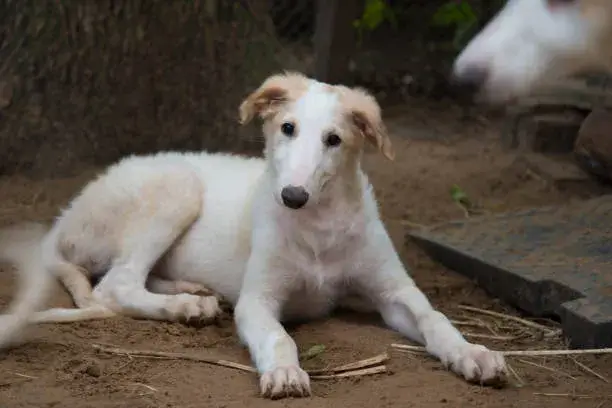 Borzoi