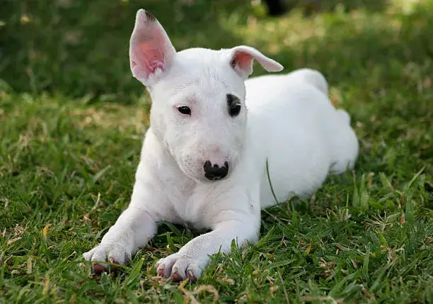 Bull Terrier puppy white