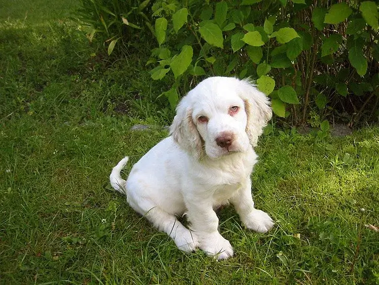 Clumber Spaniel