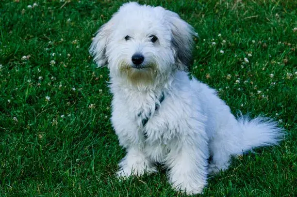 Coton de Tulear