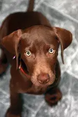 Doberman Weimaraner Mix.