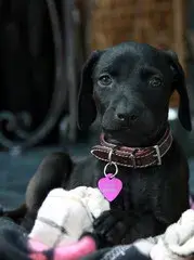 Doberman Weimaraner Mix.