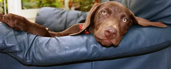 Doberman Weimaraner Mix.