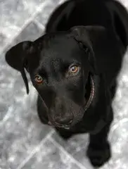 Doberman Weimaraner Mix.