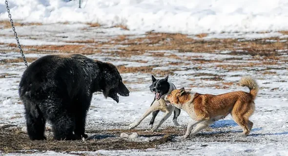 Do Dogs Prevent Bear Attacks? What to Expect