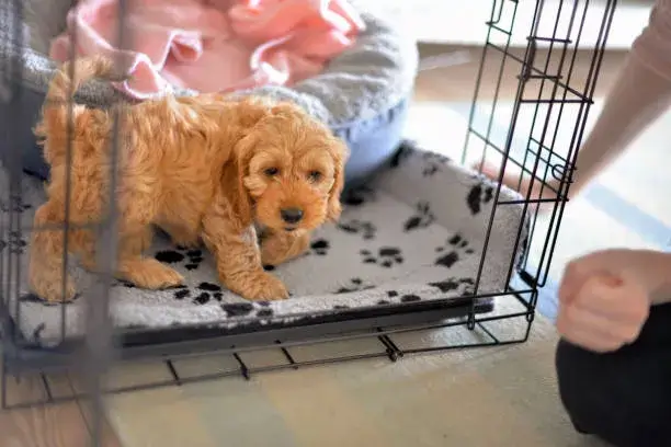 Dog Crate Training Benefits-Here's All Benefits