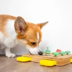 Dog Training with Toys-Everything you should know