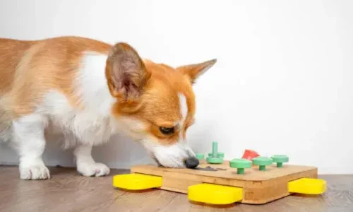 Dog Training with Toys: Everything you should know