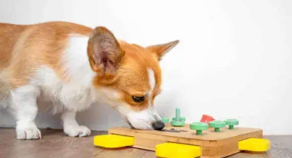 Dog Training with Toys: Everything you should know
