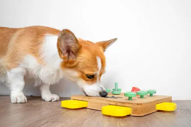 Dog Training with Toys-Everything you should know